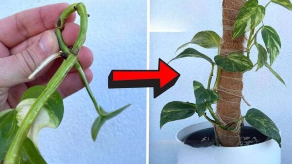 Faça isso uma vez por semana e seu pothos crescerá espetacularmente