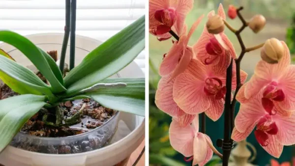 Faça suas orquídeas florescerem o ano todo: 4 fertilizantes infalíveis
