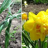 Faça uma trança nas caudas dos narcisos depois que as flores murcharem. Não arranque suas folhas!