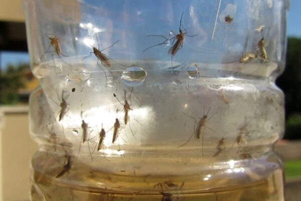 Faça você mesmo repelente de mosquitos em minutos e por apenas 25 centavos
