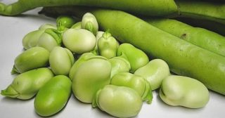 Favas: fortalecem os ossos, reduzem o açúcar e o colesterol e melhoram a memória