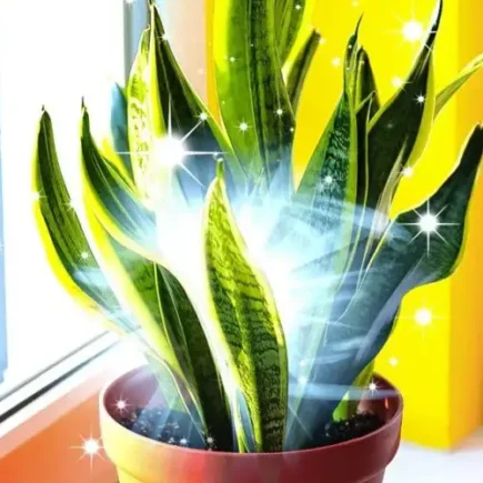 Felizes são aqueles que têm esta planta em casa: têm muita sorte sem saber