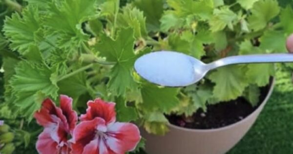 Fertilizante DIY: o método para ter plantas saudáveis ​​e fortes