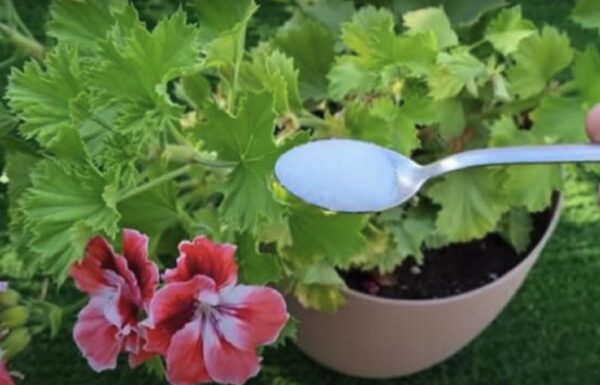 Fertilizante DIY: o método para ter plantas saudáveis ​​e fortes
