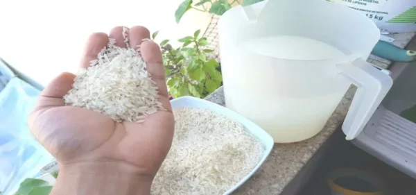 Fertilizante caseiro com arroz para fazer florescer todas as suas plantas
