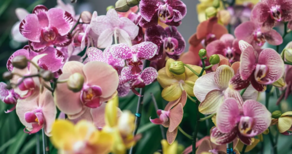 Fertilizante caseiro para fazer suas orquídeas florescerem da melhor forma e como usá-lo, passo a passo
