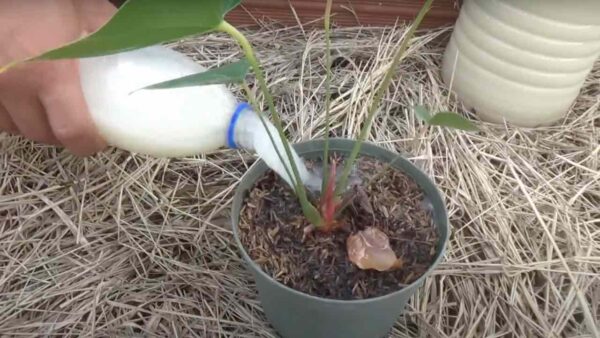 Fertilizante caseiro poderoso, com 2 ingredientes você revive cada planta