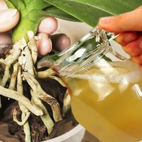 Fertilizante de casca de batata para orquídeas!