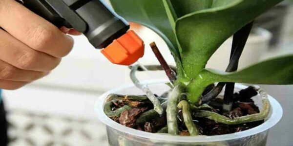 Fertilizante de levedura para orquídea: aqui está uma receita caseira de fertilizante natural para orquídea que funciona bem