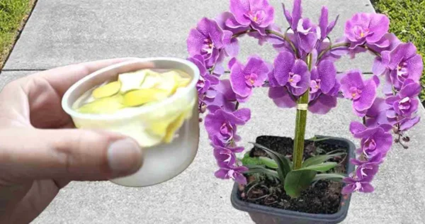 Fertilizante doméstico poderoso, coloque-o em suas plantas se quiser que elas sejam saudáveis ​​e prósperas