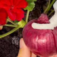 Fertilizante eficaz e poderoso para plantas de interior – pode lidar com muitas doenças e pragas!