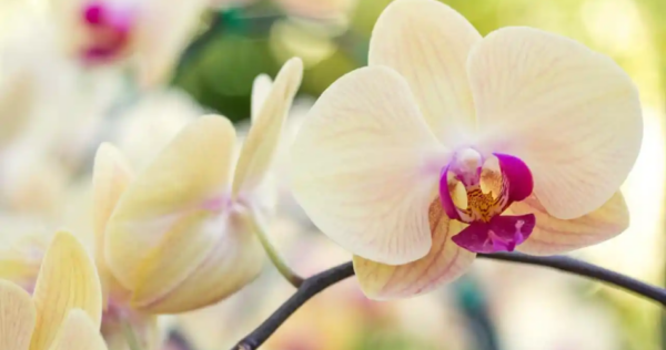 Fertilizante líquido de ovo e canela para fazer suas orquídeas florescerem