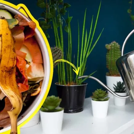 Fertilizante natural: como usar cascas de frutas e vegetais para nutrição de plantas