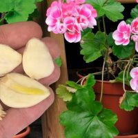 Fertilizante natural para estimular o florescimento das plantas de casa!