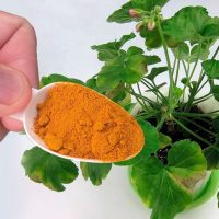 Fertilizante natural para plantas domésticas. Estarão sempre verdes e floridas!