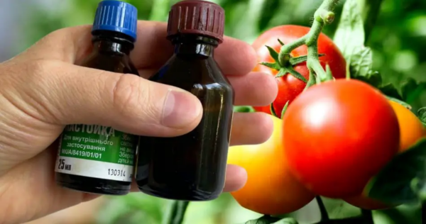 Fertilizante natural para tomate: aqui está o guia necessário para uma colheita suculenta e abundante!
