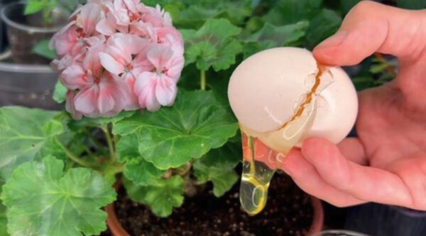 Fertilizante orgânico DIY: o excelente remédio para todos os tipos de plantas