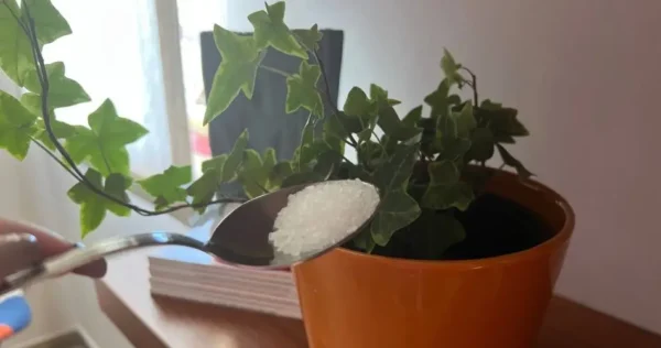 Fertilizante orgânico muito poderoso que manterá todas as suas plantas saudáveis ​​por 12 meses