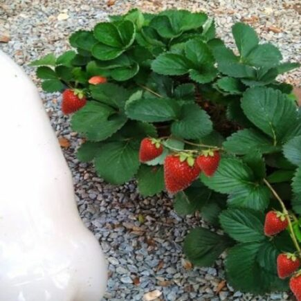 Fertilizante orgânico natural que acelera o desenvolvimento da sua planta