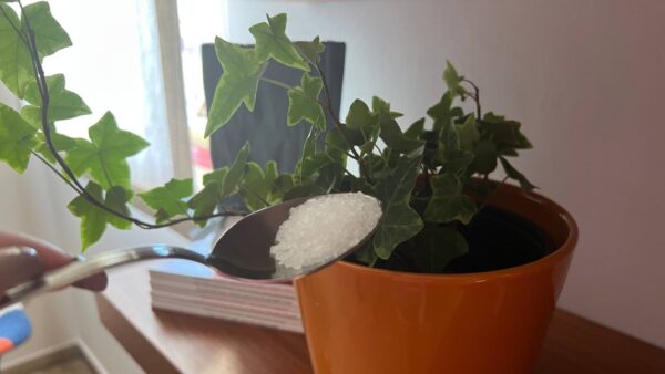 Fertilizante orgânico ultra-forte, manterá todas as suas plantas saudáveis por 12 meses