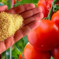 Fertilizante para melhorar a frutificação do tomate!