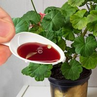 Fertilizante para plantas de casa. Efeito revitalizante!