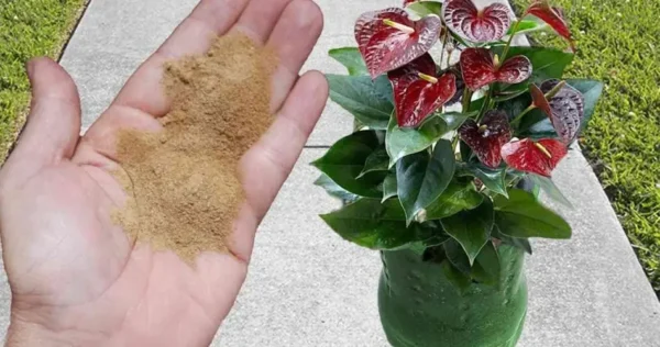 Fertilizante poderoso para a floração de todas as plantas: tornam-se saudáveis ​​e exuberantes