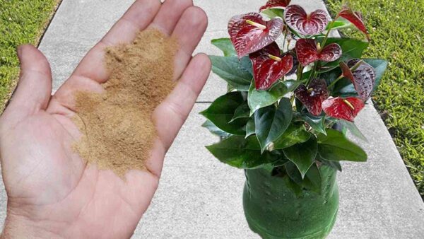 Fertilizante poderoso para florir todas as plantas: elas serão saudáveis e exuberantes