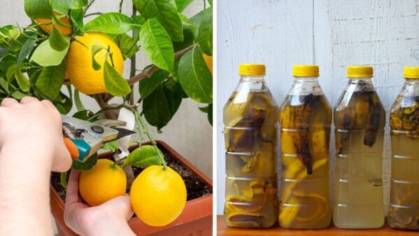 Fertilizantes naturais para plantas dão frutos