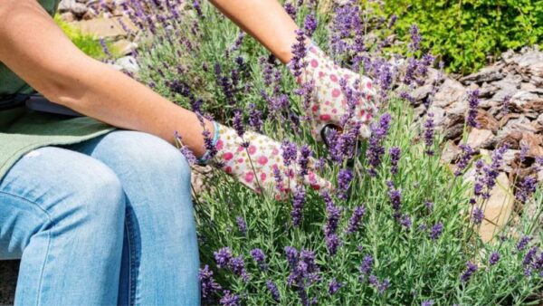 Fertilizar lavanda com borra de café: depende da quantidade