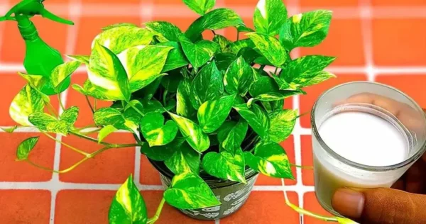 Fertilize suas plantas naturalmente: um ingrediente de cozinha faz com que cresçam rápido