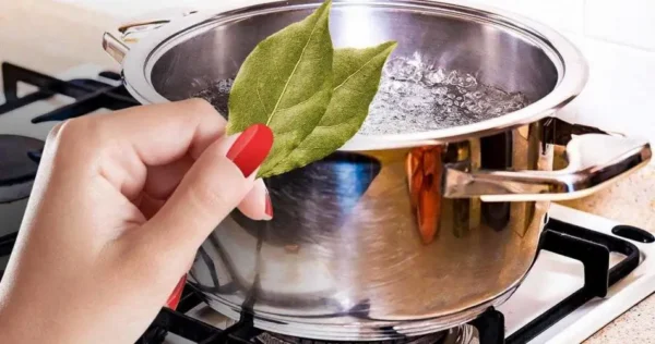 Ferver folhas de louro, todo mundo faz isso – você não imagina todos os benefícios