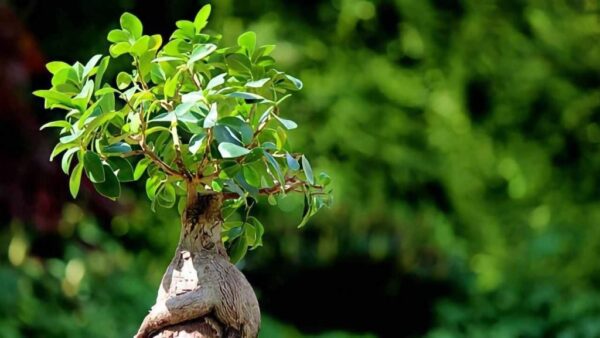 Ficus Bonsai em casa, adoro este local: se você deixar aqui, ele viverá para sempre