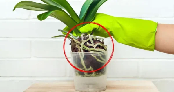 Fique atento a esses 3 sinais da sua orquídea: ela deve ser transplantada o quanto antes