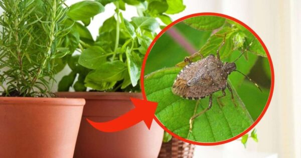 Fique longe dessas plantas, elas trazem muitos insetos para dentro de casa – é isso que elas são