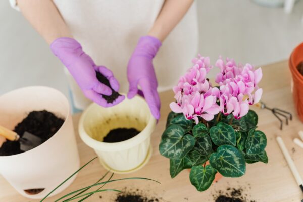 Floração abundante de ciclâmen: descubra conosco como fazê-lo