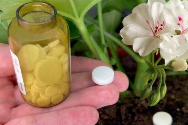 Floração espetacular | 1 comprimido para qualquer flor e ele vai ganhar vida!