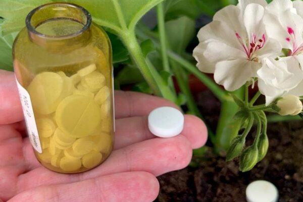 Floração espetacular | 1 comprimido para qualquer flor e ele vai ganhar vida!