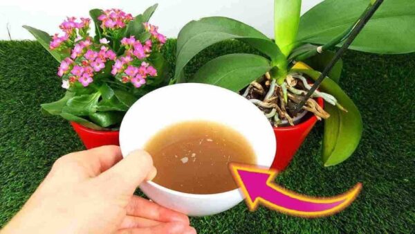 Floração explosiva e duradoura com este fertilizante natural: nunca antes visto