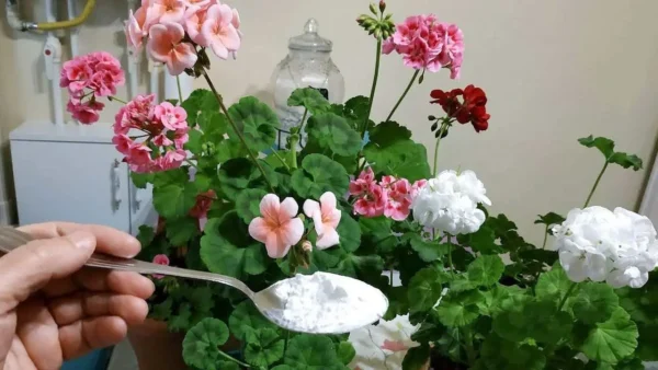 Floração exuberante e exuberante com este ingrediente: também revitaliza as cores