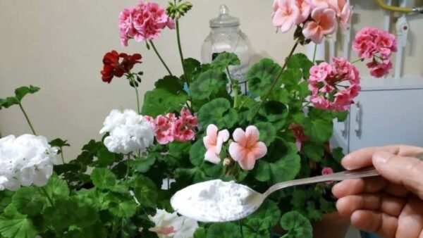 Floração exuberante e generosa com este ingrediente: também dá vida às cores