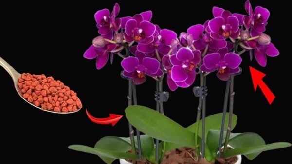 Floração garantida por 3 anos consecutivos: somente se você usar este poderoso ingrediente