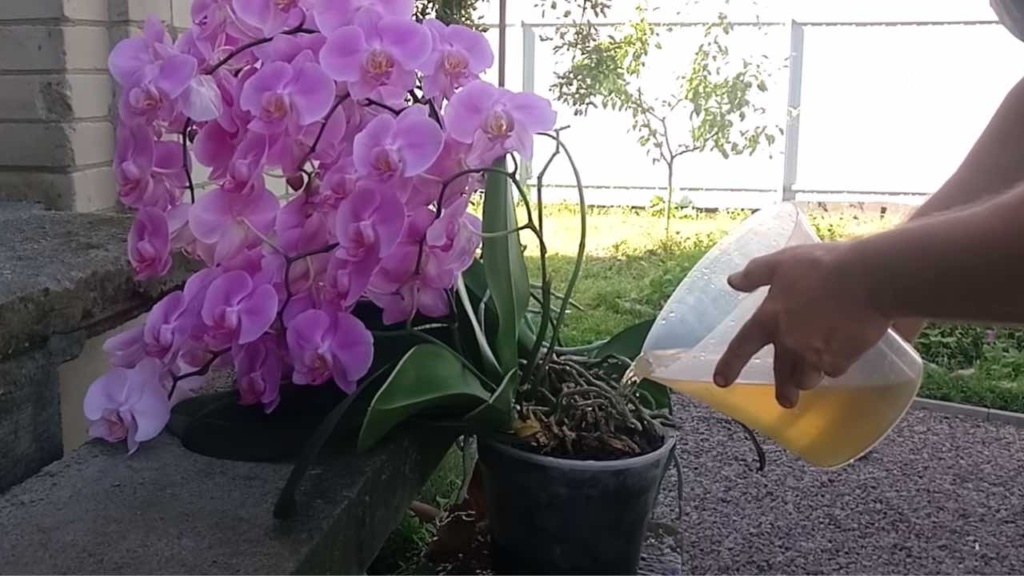 Orquídea, regue assim e você terá ela forte e viçosa: esse é o truque!