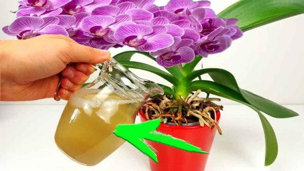 Floração imediata se você der isso às suas plantas: 10 vezes mais potente que a água