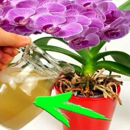 Floração instantânea se você der isso às suas plantas: 10 vezes mais forte que a água