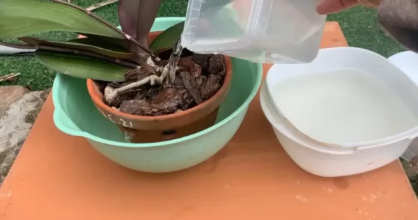 Flores de orquídea super abundantes com algumas gotas deste ingrediente