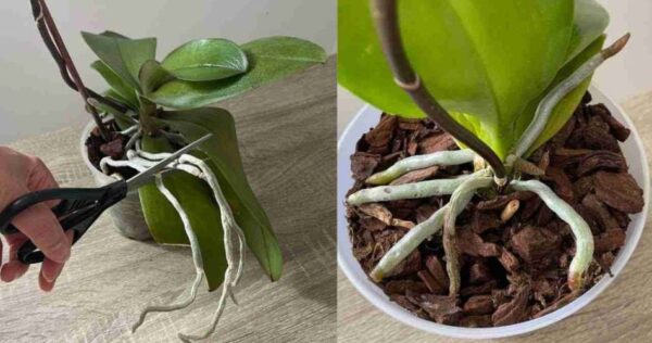 Flores e raízes abundantes da orquídea se você fizer esse processo uma vez por mês