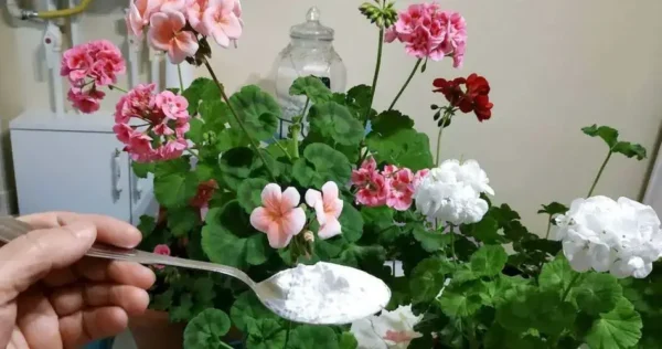 Flores exuberantes e abundantes com este ingrediente: também reaviva as cores