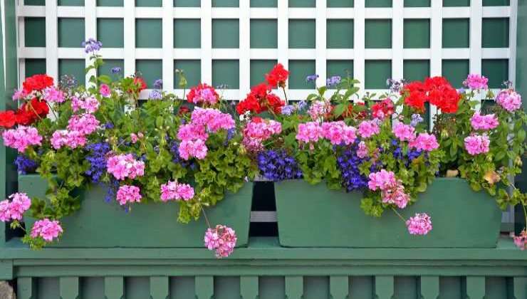 flor exuberante flor exuberante