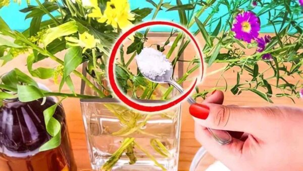 Flores frescas, o segredo dos floristas para fazê-las durar 30 dias sem deixá-las murchar